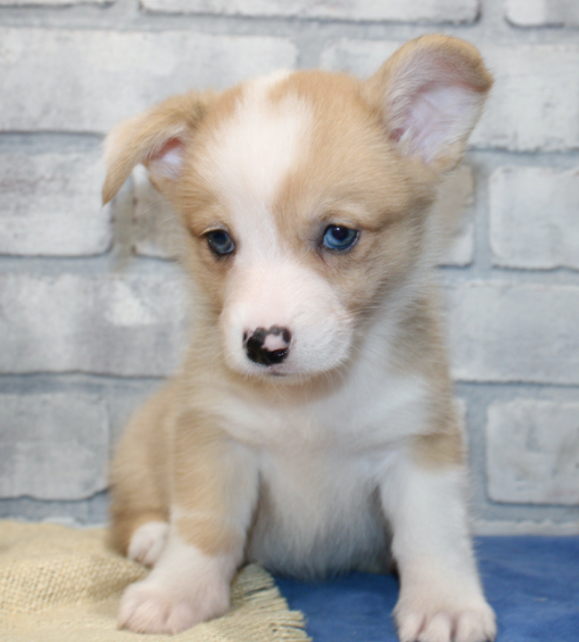 comprar cachorros sanos, baratos y asequibles para la venta